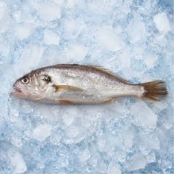 Croaker - Retail