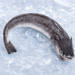 hake fish